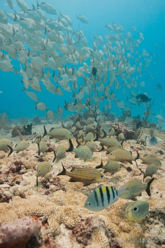 Banqueta de peces